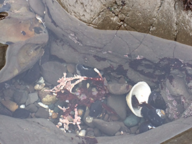 Montara Tide Pool